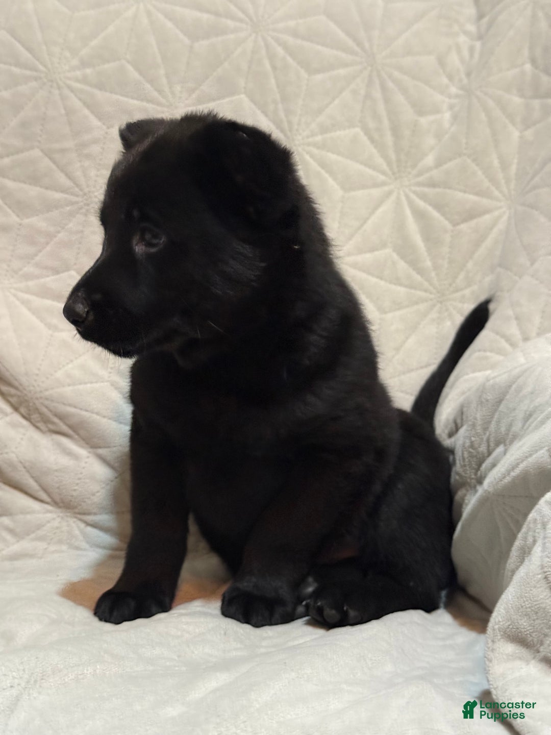 Mixed Breed dogs for sale: Mixed Breed Puppy 4 - Ad 2