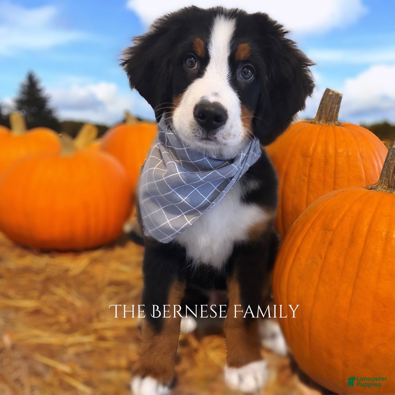 Bernese Mountain Dog dogs Max - Ad 9
