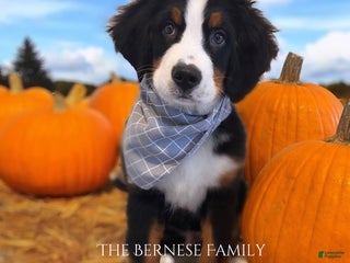 Bernese Mountain Dog dogs Max - Ad 23