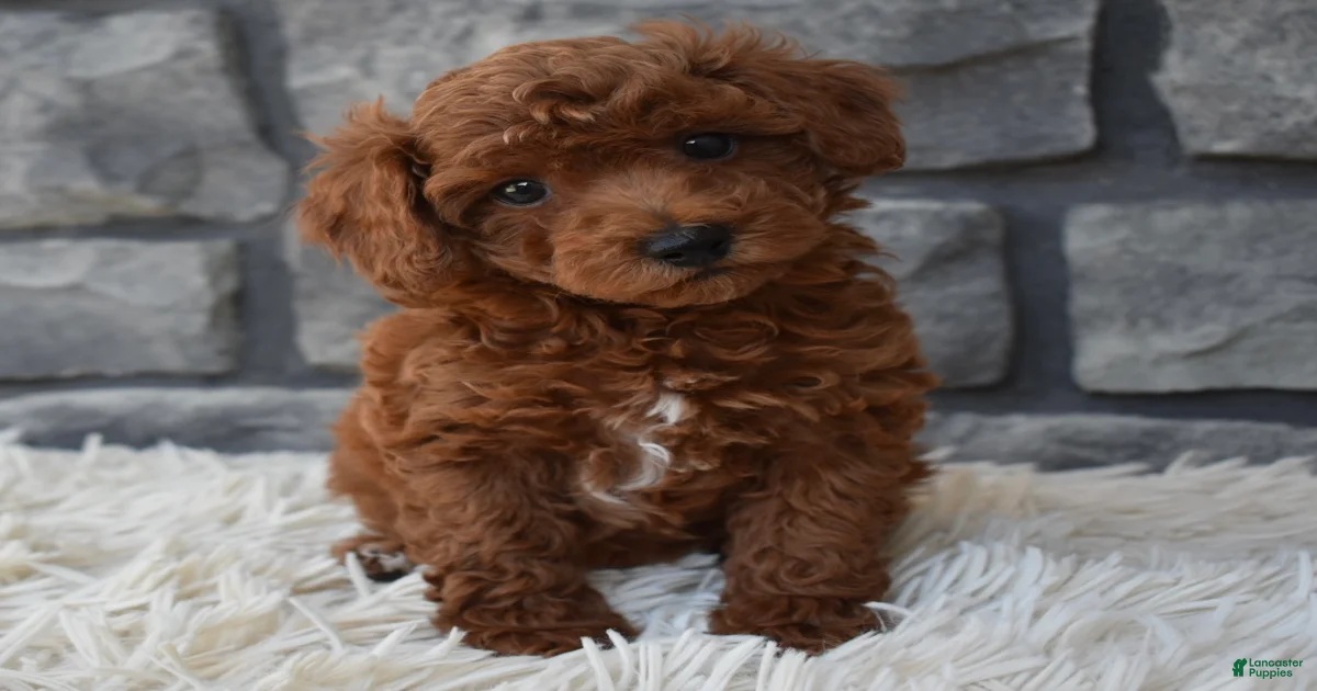 Charlie Toy Poodle for sale in Berlin | Lancaster Puppies
