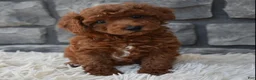 Toy Poodle dogs for sale: Charlie  - Ad 1