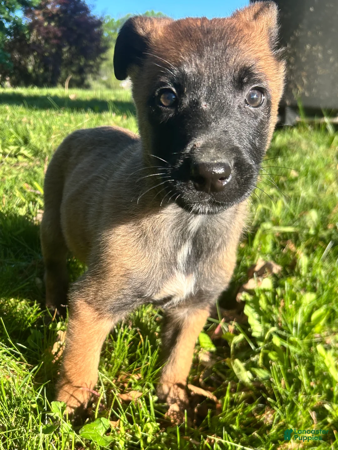 Belgian Malinois dogs for sale: Nala - Ad 2