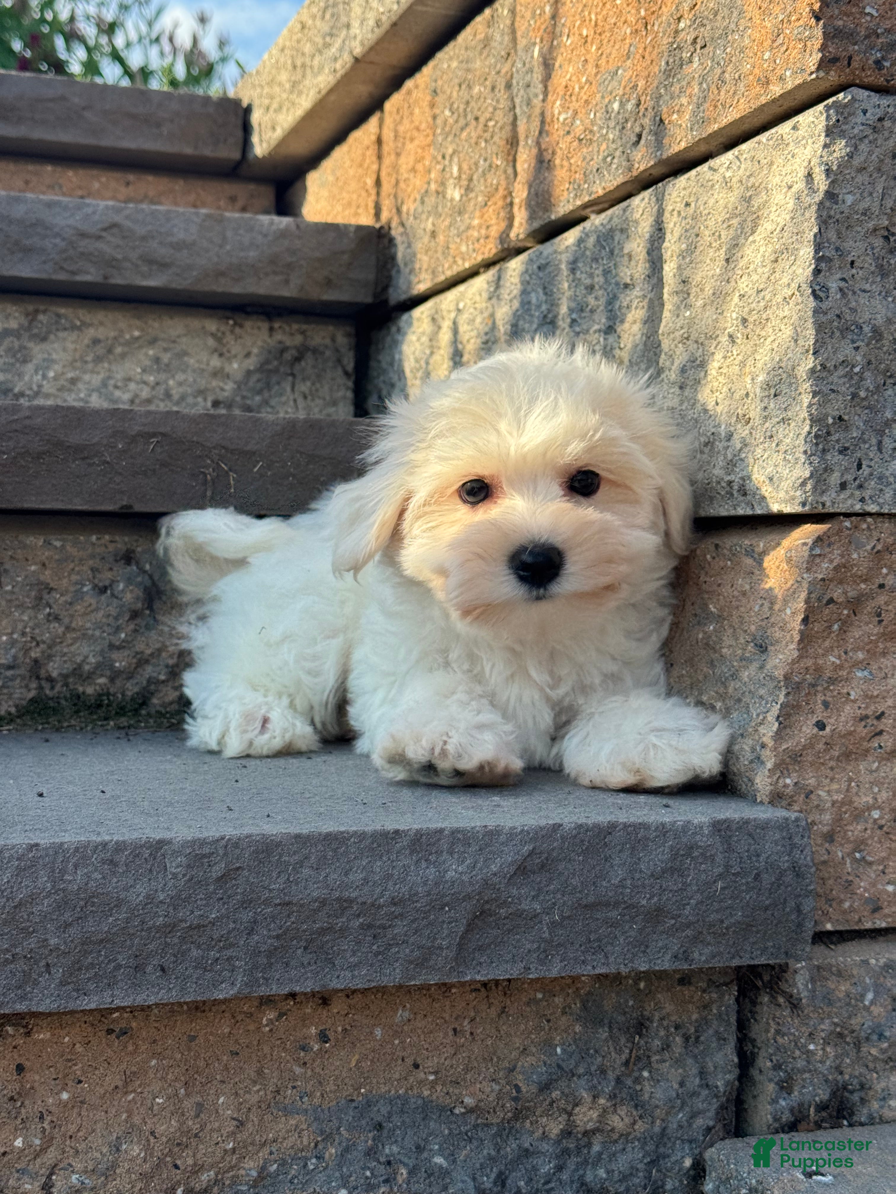 Bichon Frise dogs Bella  - Ad 28