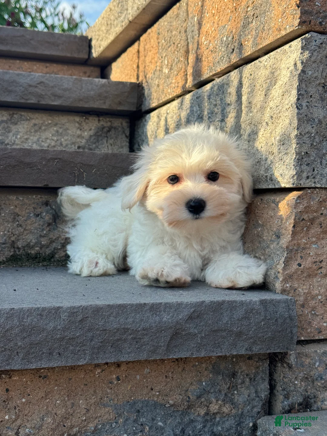 Bichon Frise dogs for sale: Bella  - Ad 1