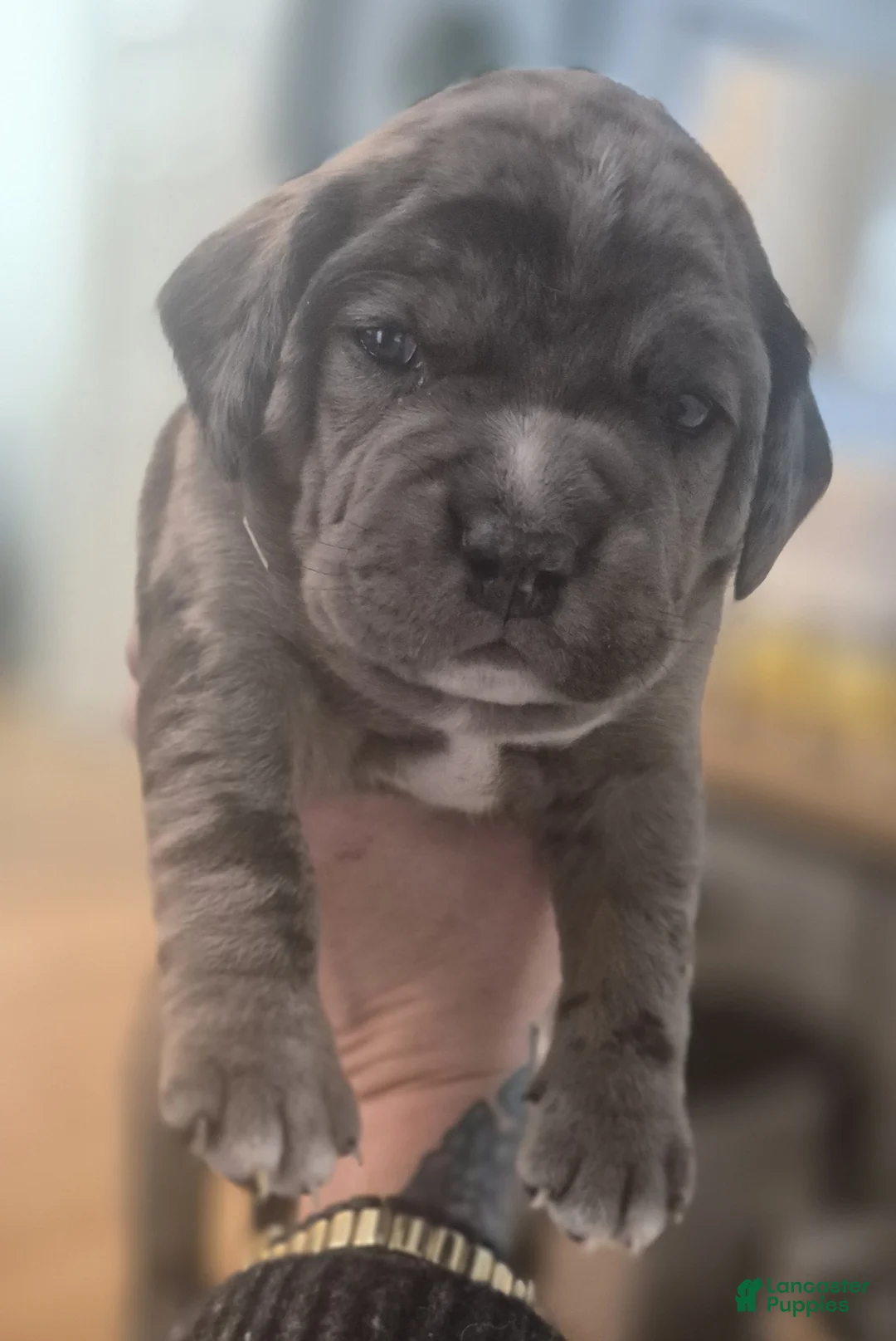 Mixed Breed dogs for sale: Winston - Ad 2