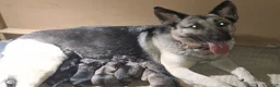 German Shepherd dogs for sale: Zena - Ad 9
