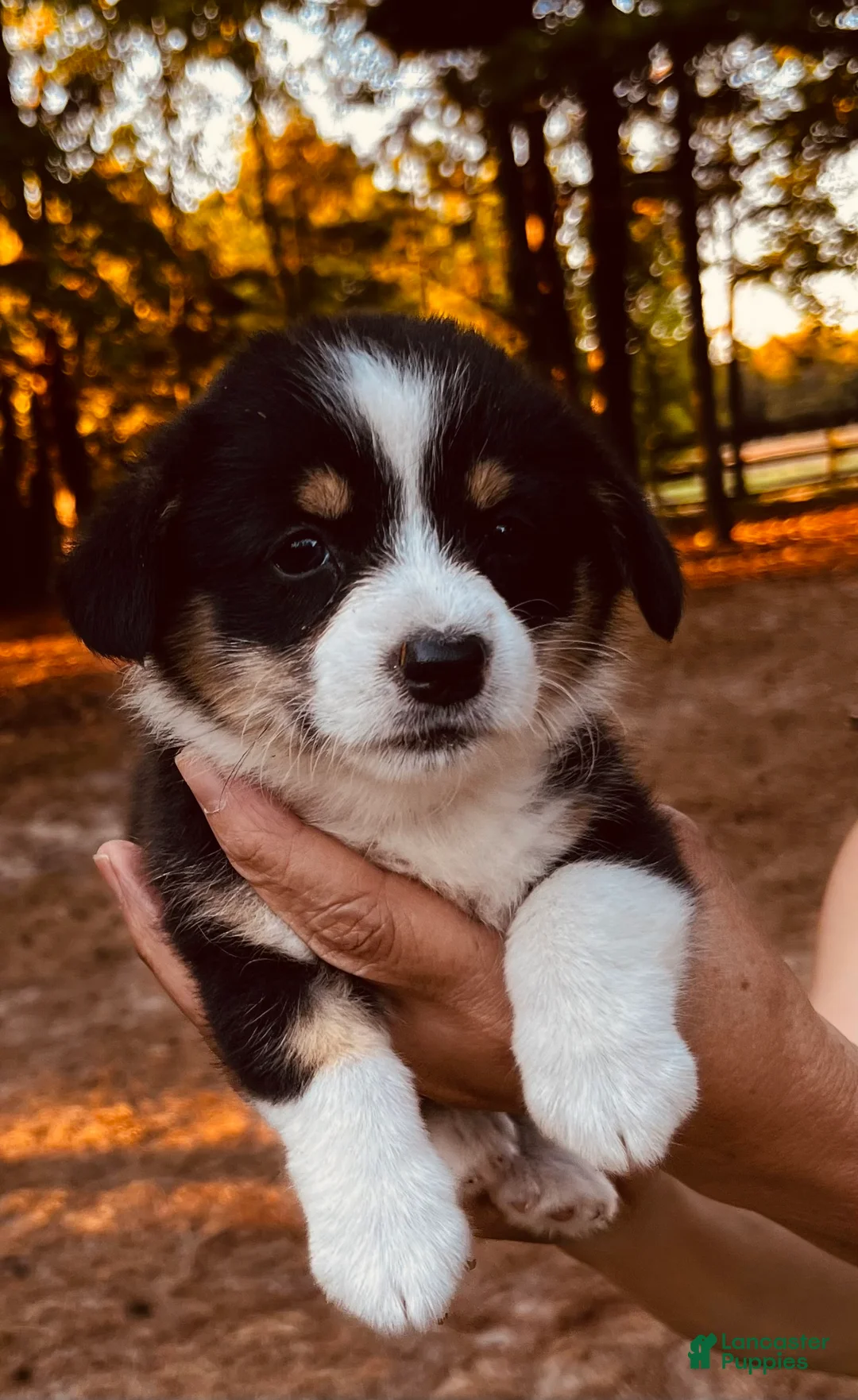 Welsh Corgi Pembroke dogs for sale:  4 - Ad 1
