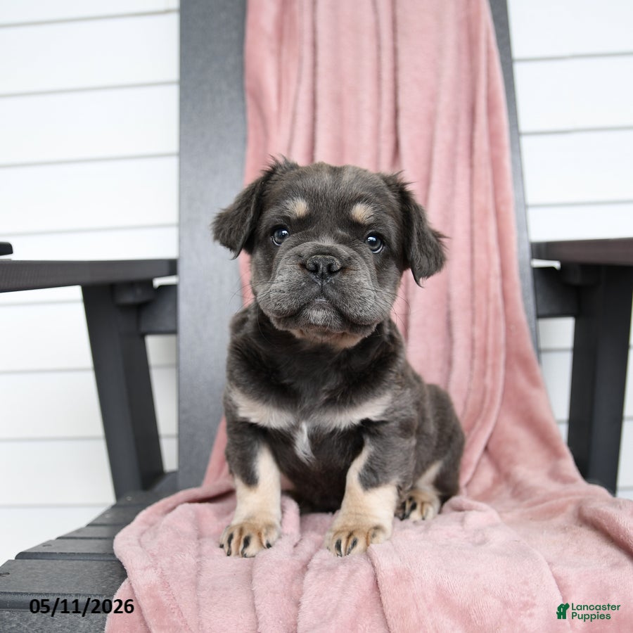 French Bulldog dogs Hetty - Ad 1