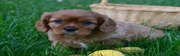 Cavalier King Charles Spaniel dogs for sale: Victor - Ad 8