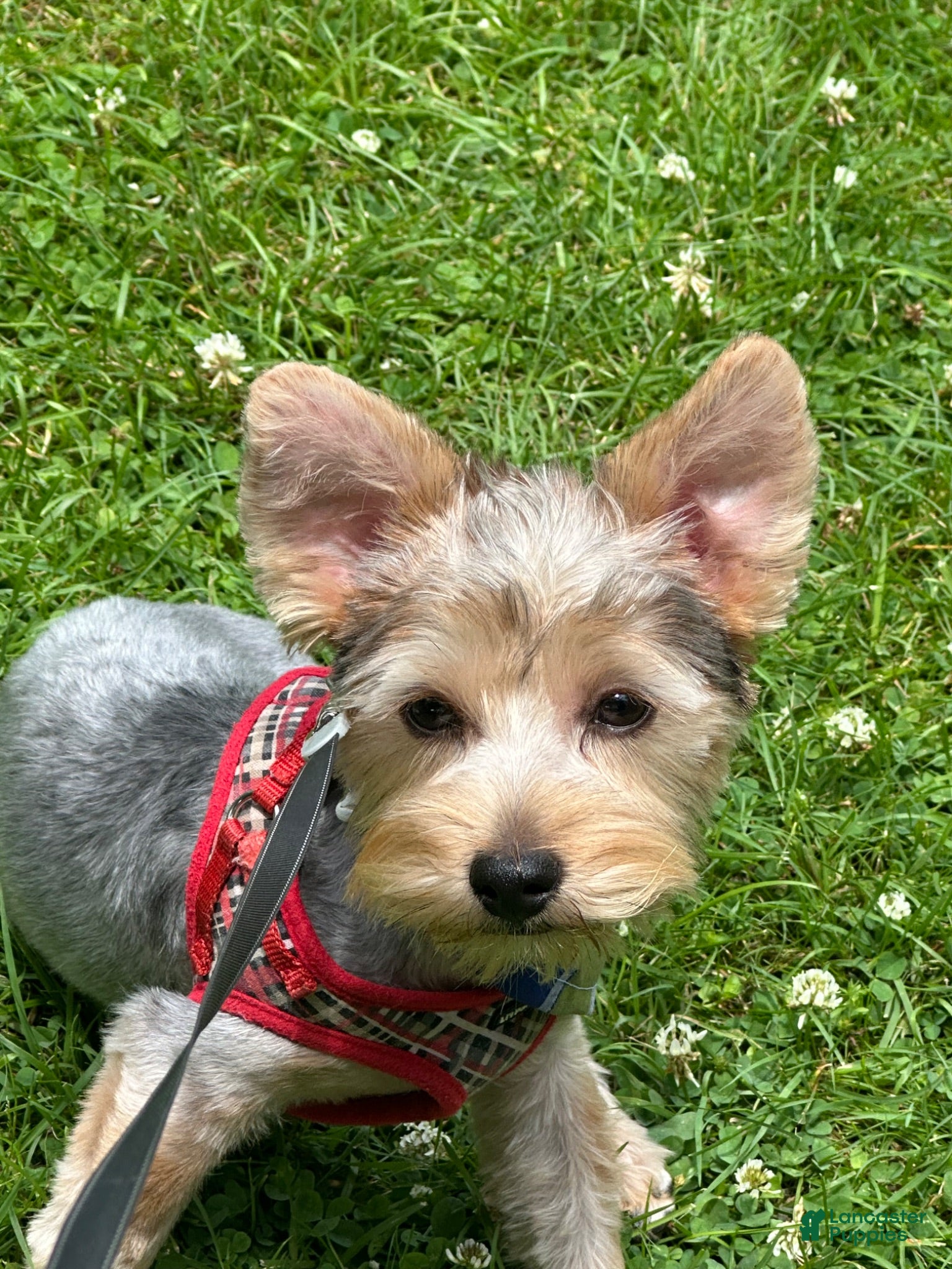 Yorkshire Terrier dogs Yorkshire Terrier 2 - Ad 1