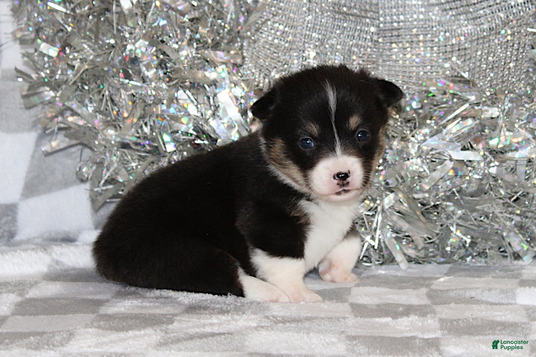 Welsh Corgi Pembroke dogs for sale: Carlotta - Ad 4