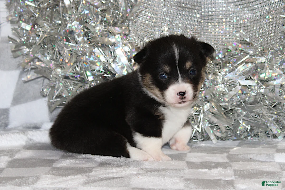 Welsh Corgi Pembroke dogs for sale: Carlotta - Ad 4
