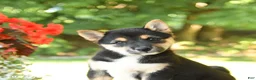 Shiba Inu dogs for sale: Kim  - Ad 4