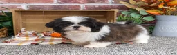 Shih Tzu dogs for sale: Abel - Ad 3