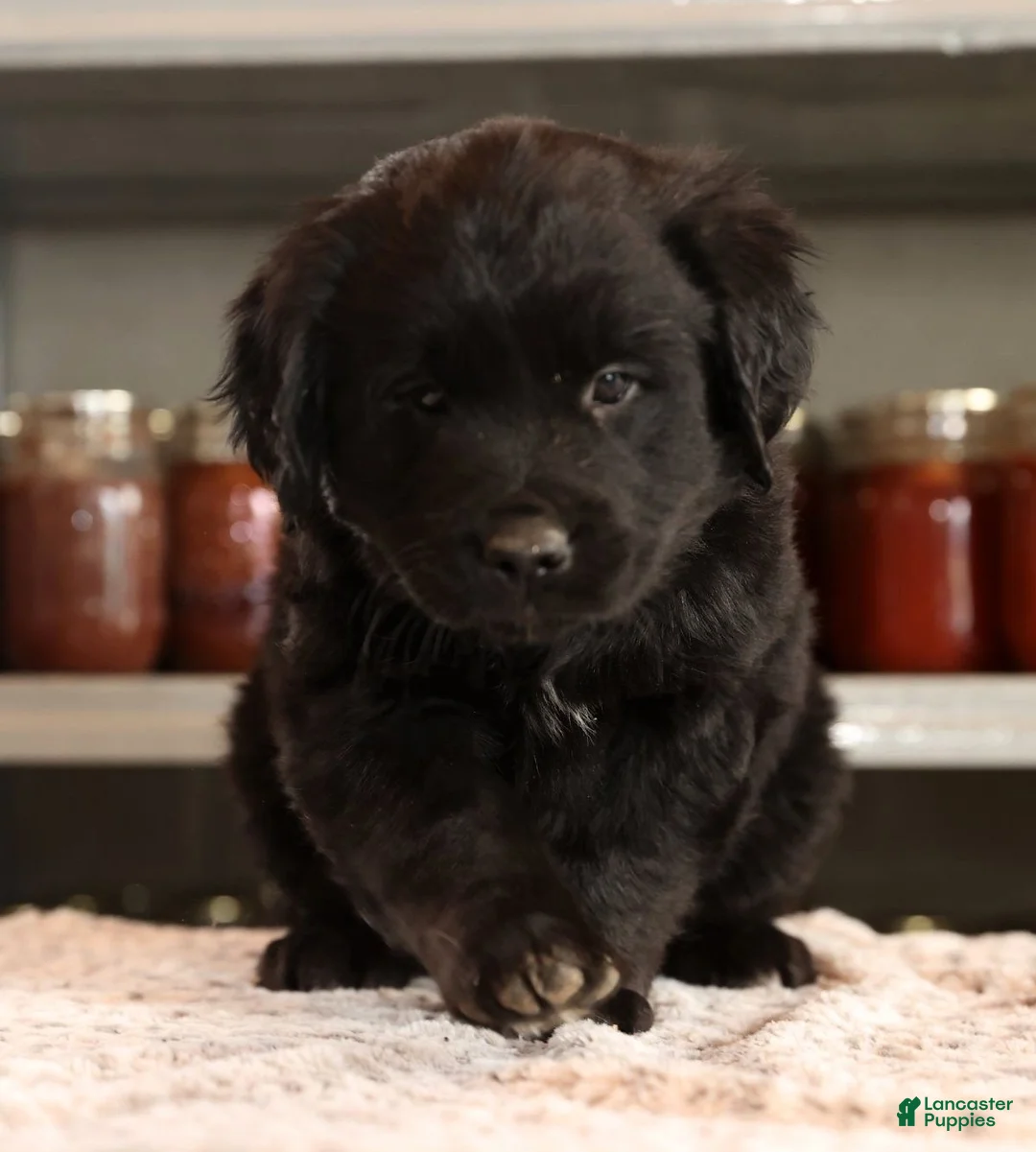 Mini Goldendoodle dogs for sale: Ken - Ad 6