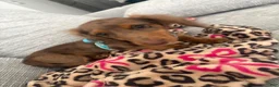 Miniature Dachshund dogs for sale: Miniature Dachshund 1 - Ad 3