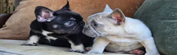 French Bulldog dogs for sale: Ollie - Ad 9