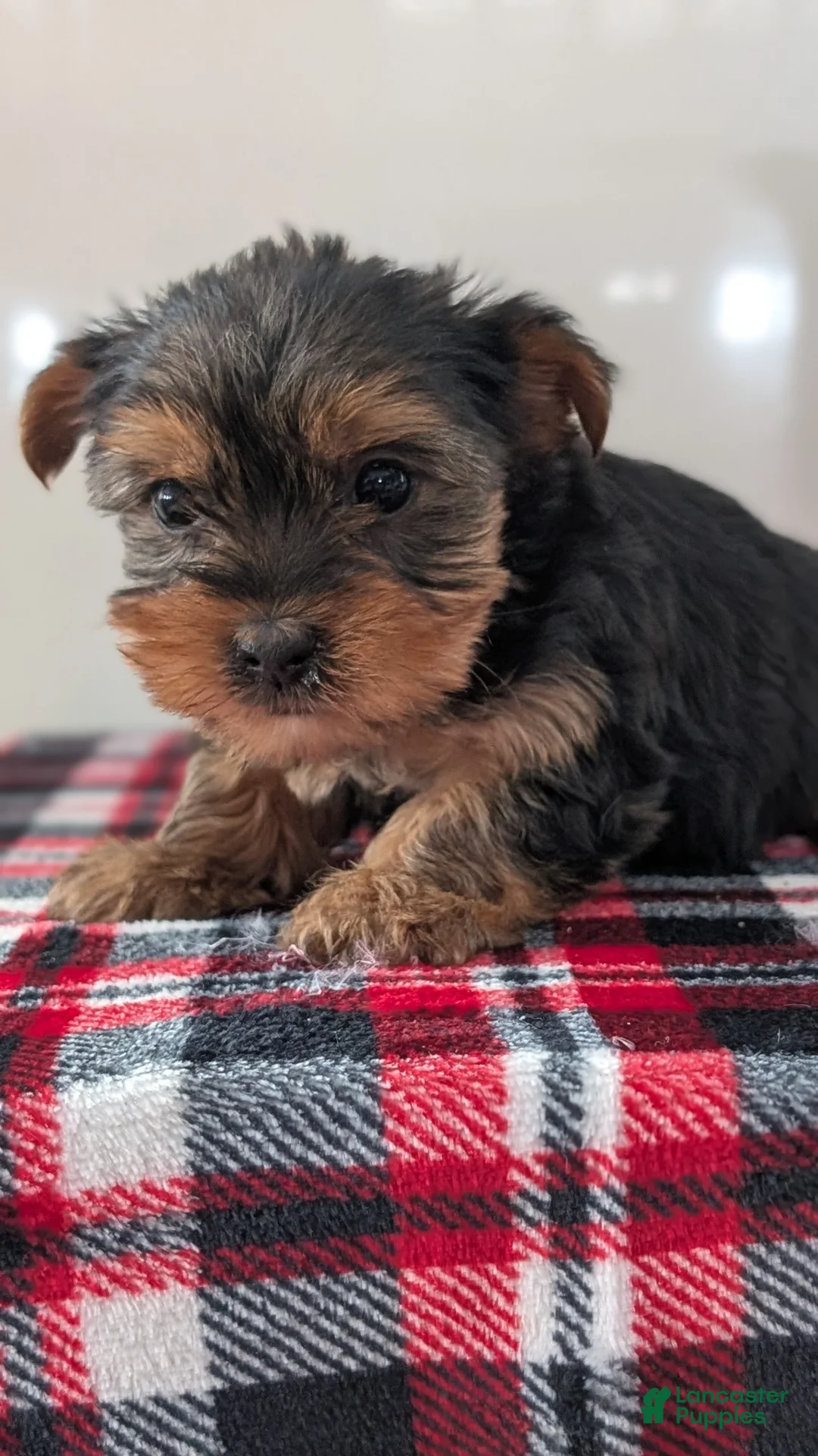 Yorkshire Terrier dogs for sale: Dakota - Ad 6