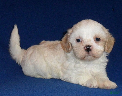 Shihpoo dogs Benji - Ad 2