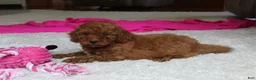 Cavapoochon dogs for sale: Monica - Ad 3