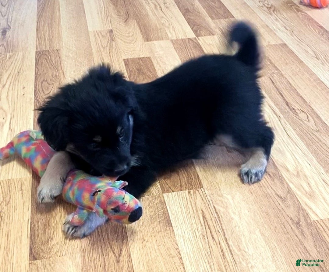 Mini Aussiedoodle dogs for sale: Maximus  - Ad 3