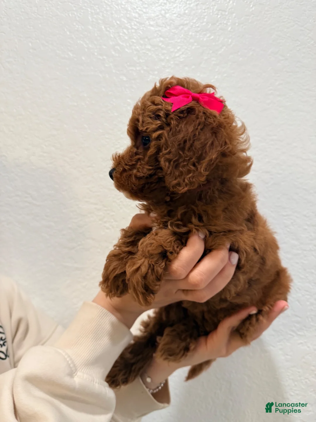 Mini Goldendoodle dogs for sale: Eclaire - Ad 2