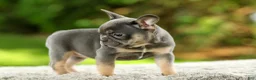 French Bulldog dogs for sale: Fancy - Ad 6