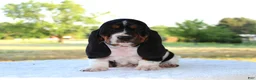 Basset Hound dogs for sale: Barney - Ad 2