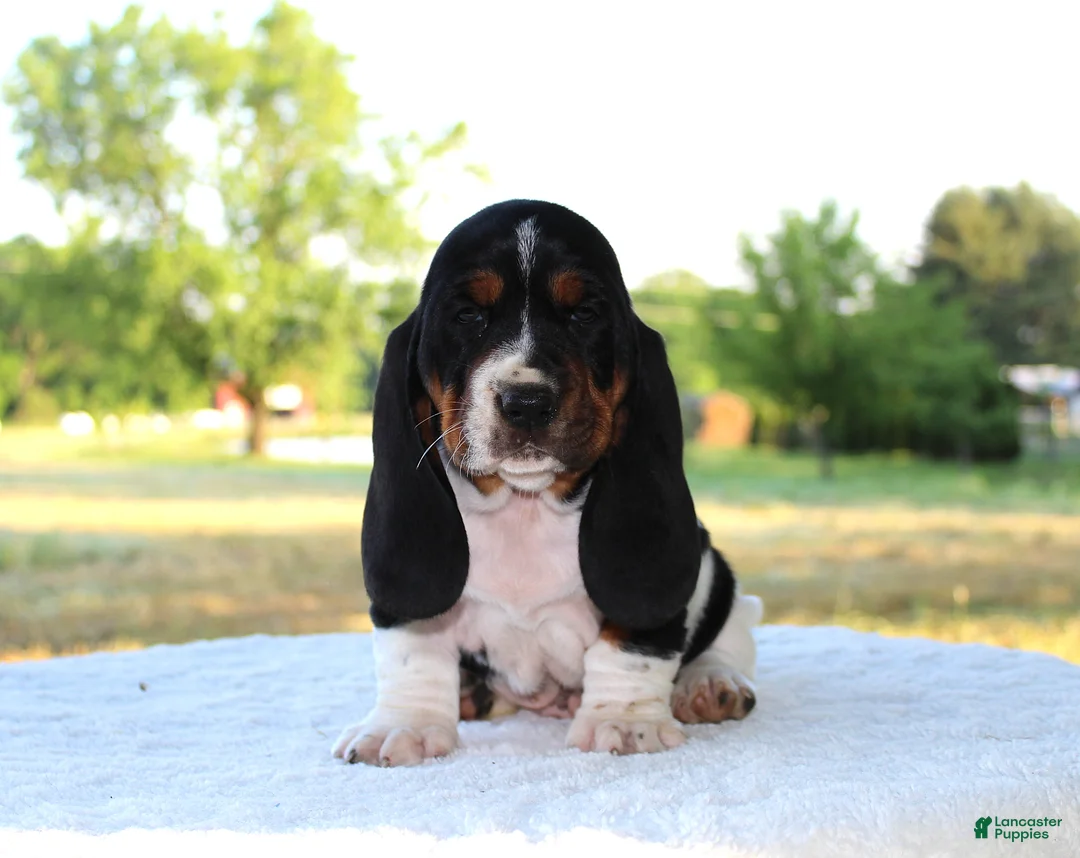 Basset Hound dogs for sale: Barney - Ad 2