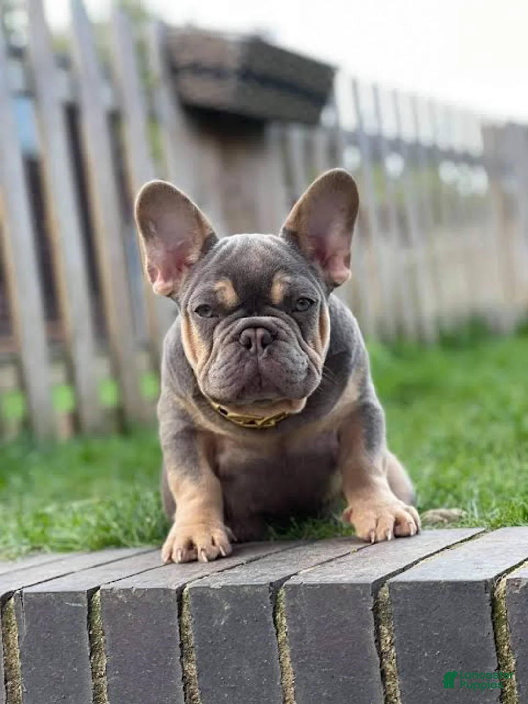 French Bulldog dogs for sale: Jaguar  - Ad 2