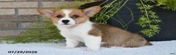 Welsh Corgi Pembroke dogs for sale: Tyler - Ad 3