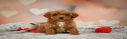 Toy Poodle dogs for sale: Bella - Ad 12