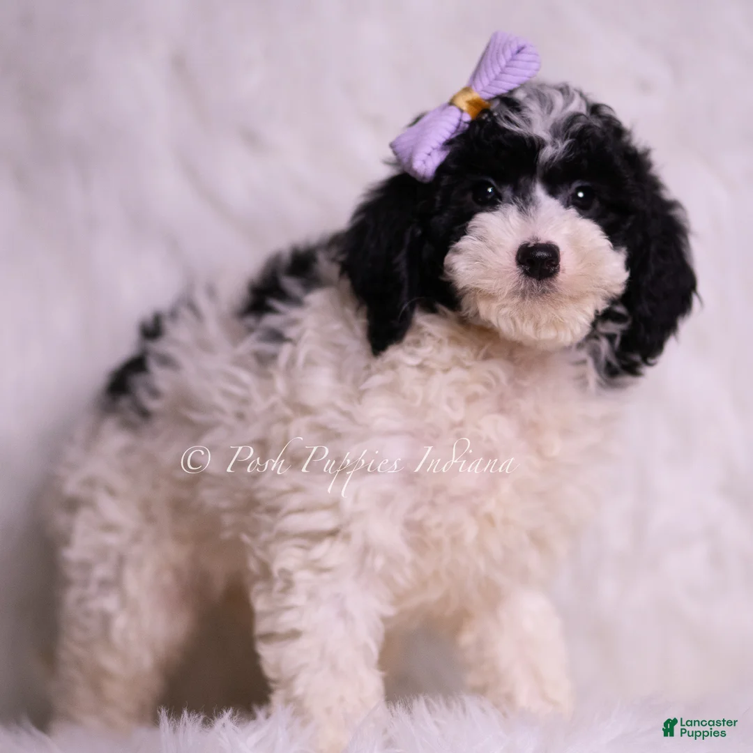 Mini Goldendoodle dogs for sale: Rissa - Ad 2