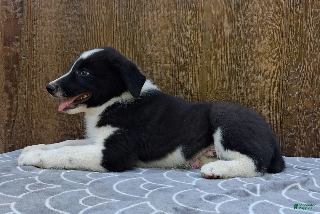 Australian Shepherd dogs for sale: Australian Shepherd 1 - Ad 2