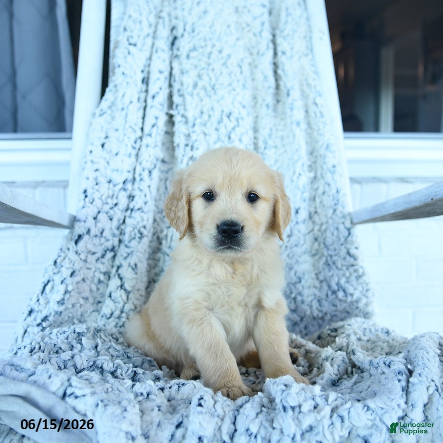 Golden Retriever dogs Goose - Ad 1
