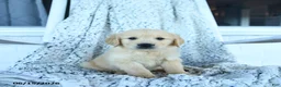 Golden Retriever dogs for sale: Goose - Ad 1