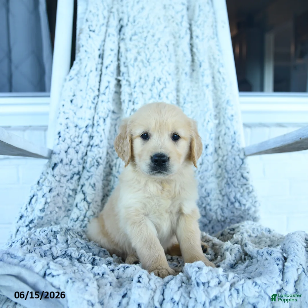 Golden Retriever dogs for sale: Goose - Ad 1