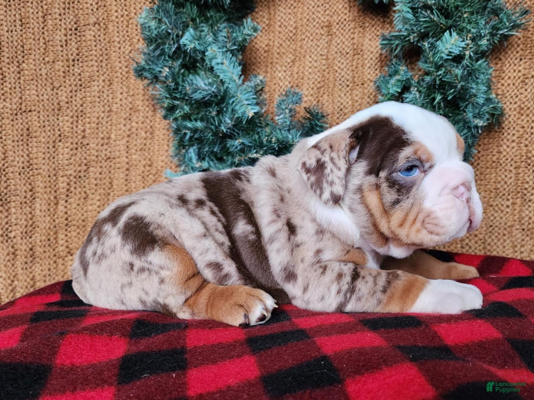 English Bulldog dogs for sale: Frisco - Ad 15