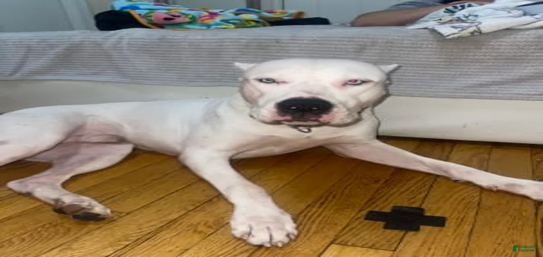 Gallery Image {{count}}