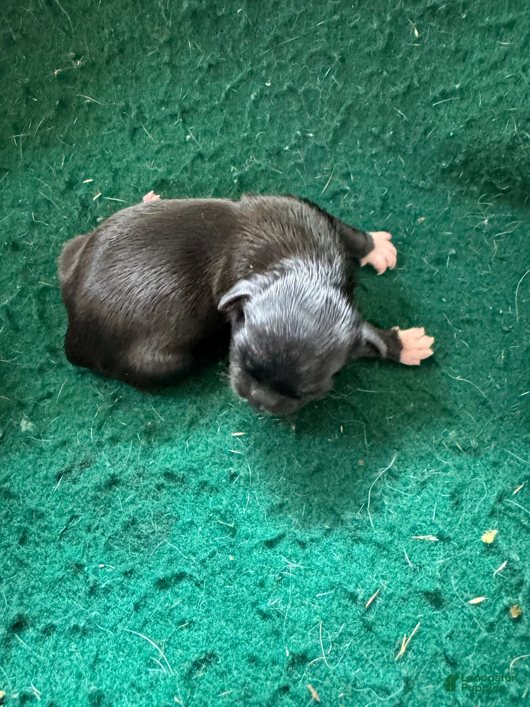 Shih Tzu dogs for sale: Shih Tzu 3 - Ad 2