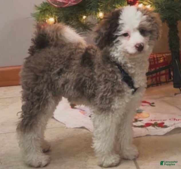 Bernedoodle dogs Bernedoodle Puppy 1 - Ad 13