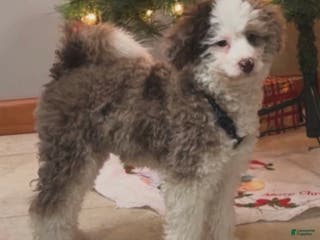 Bernedoodle dogs Bernedoodle Puppy 1 - Ad 28