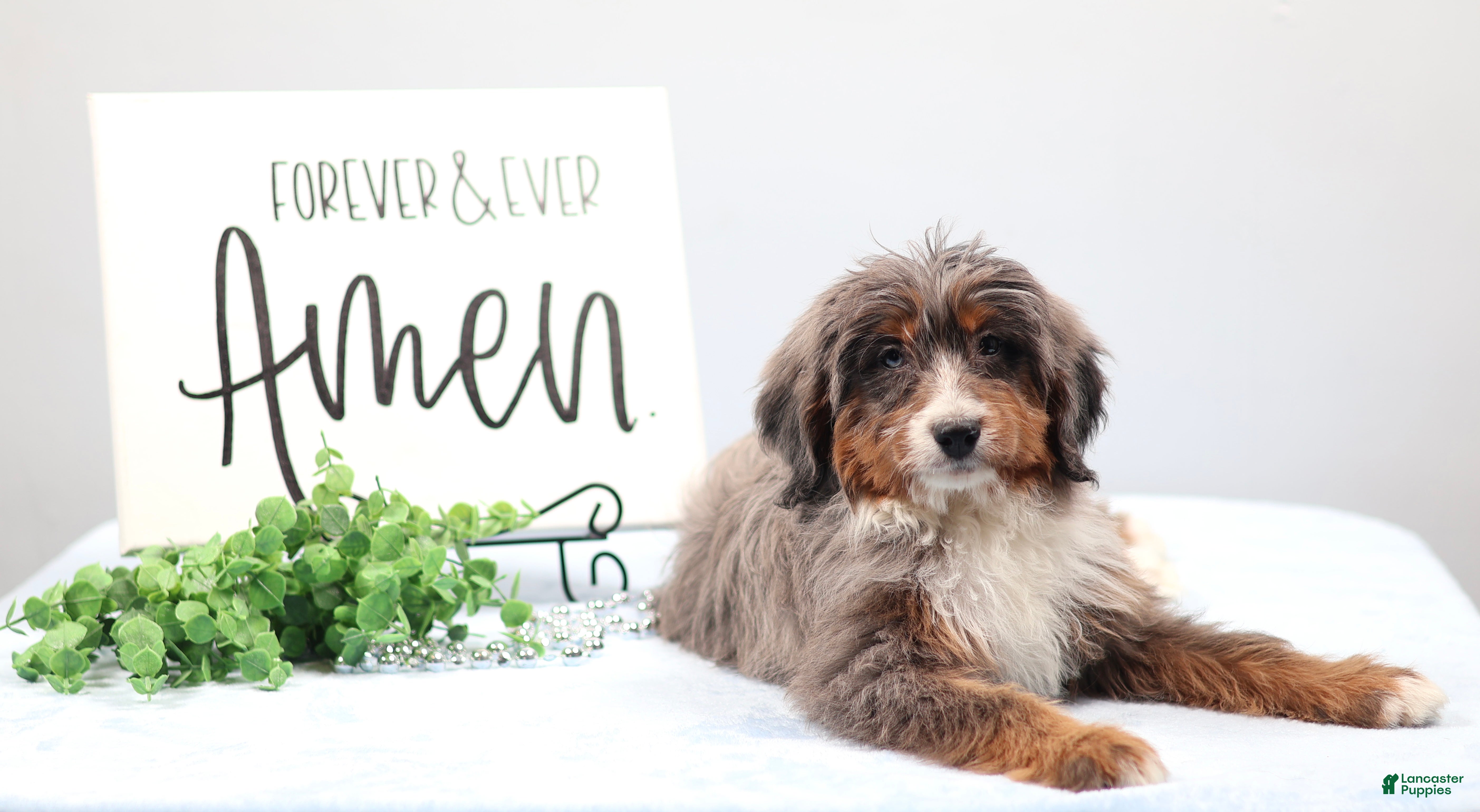 Mini Bernedoodle dogs Ellie - Ad 2