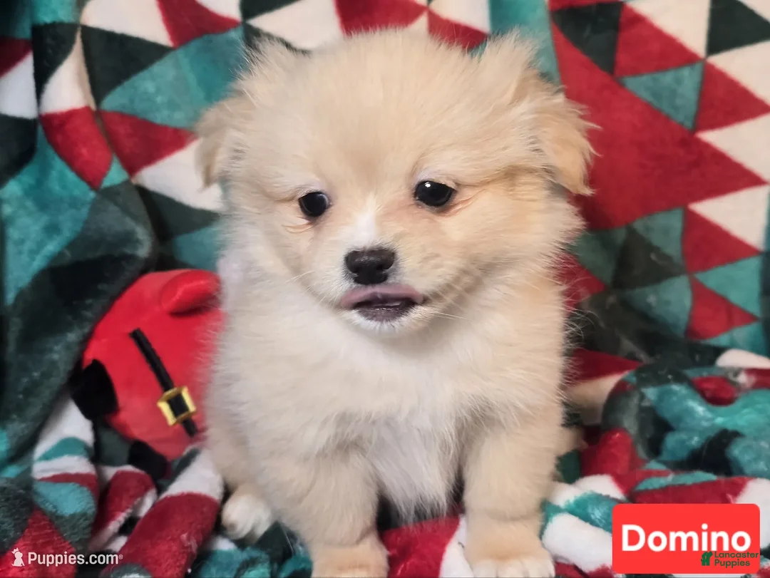 Mixed Breed dogs for sale: Dominoe (Pom + Peke) - Ad 3
