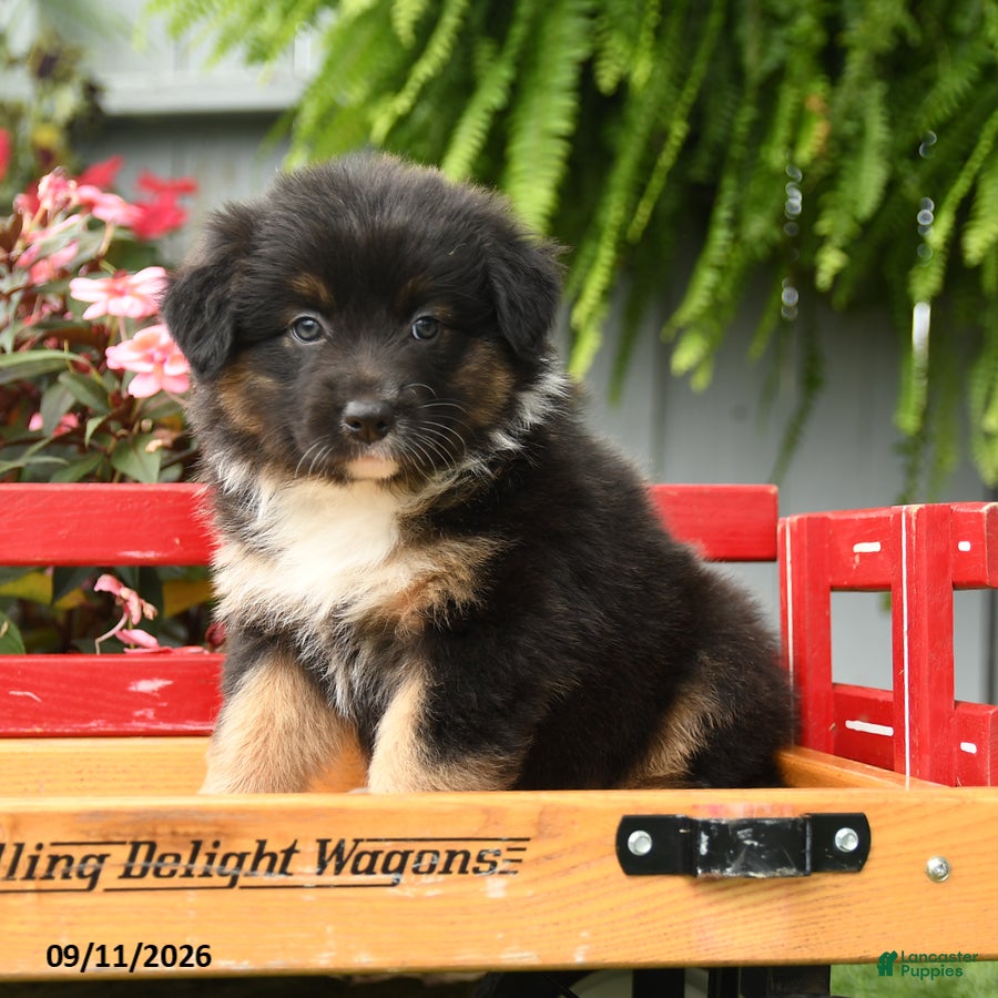 Australian Shepherd dogs Sage - Ad 1