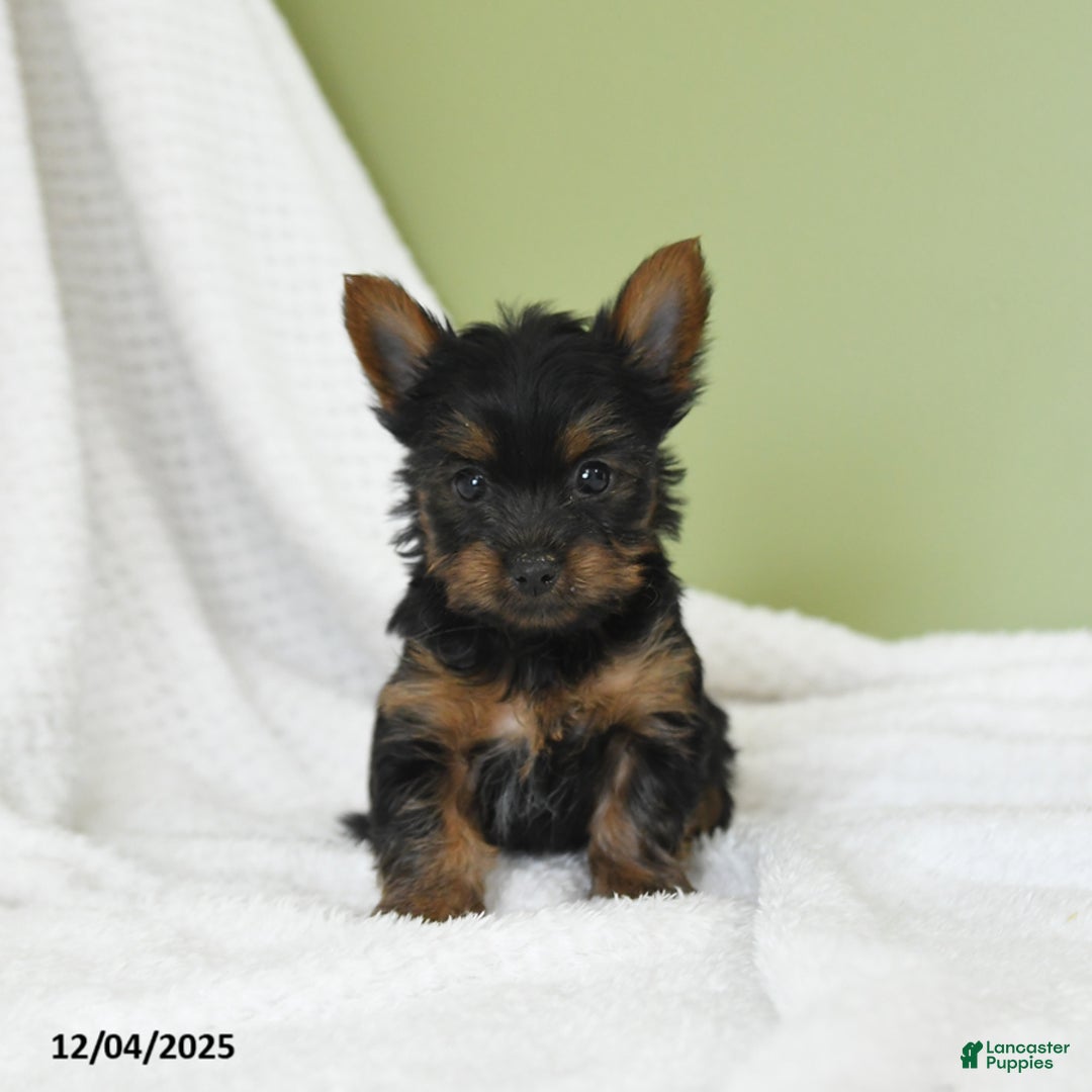 Yorkshire Terrier dogs for sale: Samuel - Ad 2