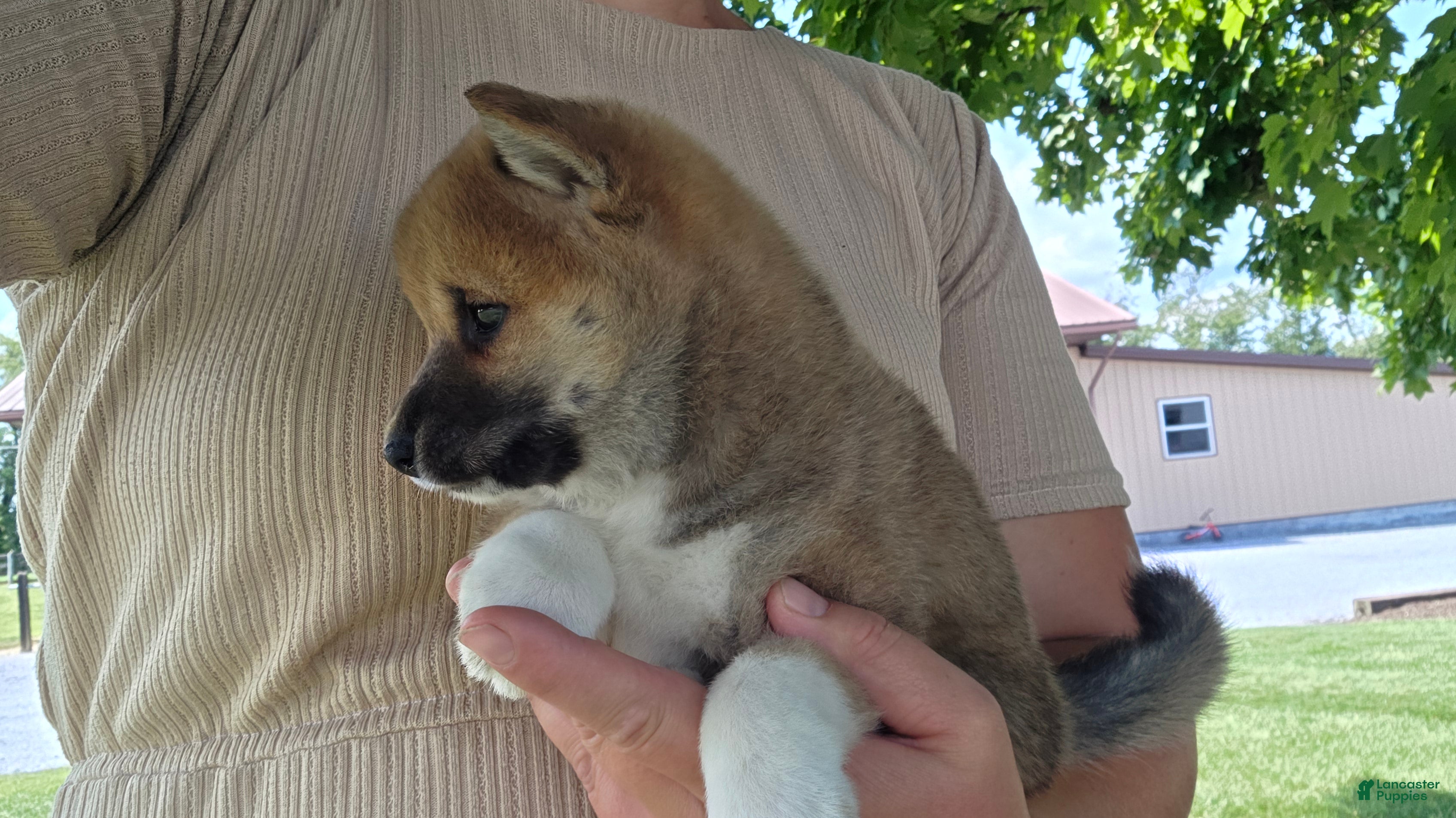 Shiba Inu dogs Patriot - Ad 2