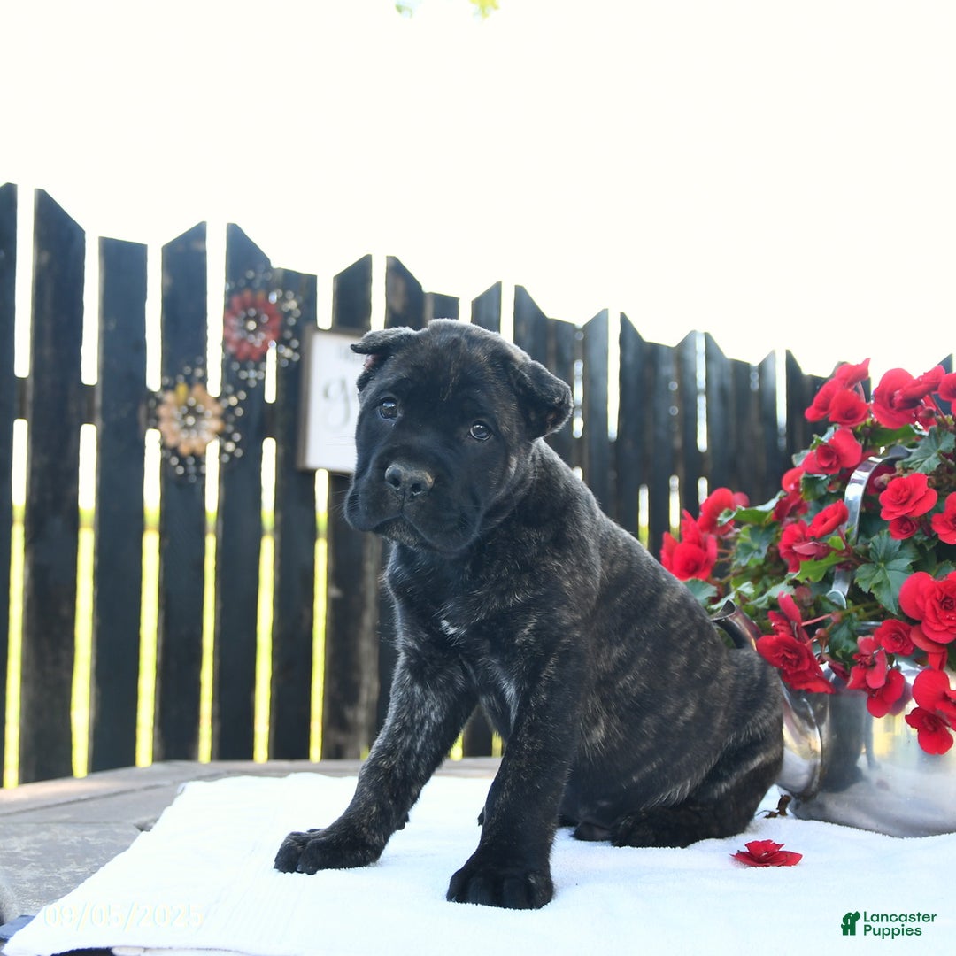Cane Corso dogs for sale: Lance  - Ad 19