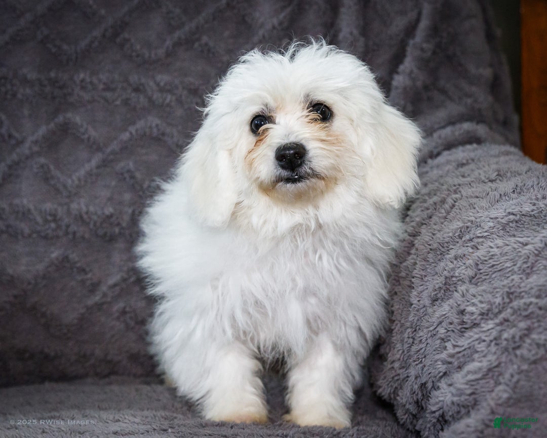 Bichon Frise dogs for sale: Jamaica - Ad 2