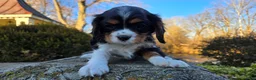 Cavalier King Charles Spaniel dogs for sale: Virgil - Ad 10